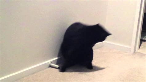 Cat Chasing His Tail Youtube