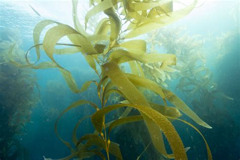 Plants Alga And Plankton Oceans Coasts And Seashores Us National