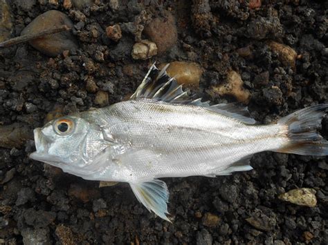 South African Thornfish Sea Tigerfish Photos And Pictures