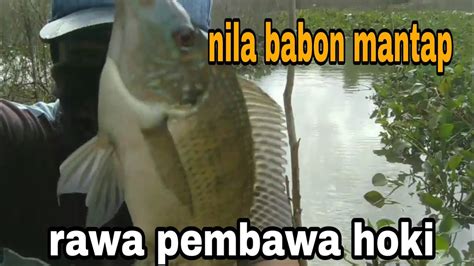 Mancing Di Rawa Dapat Babon Bosquh Jasoon Fishing Youtube