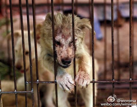 Chinese City Celebrates Dog Meat Festival Amid Global Outcry Hong