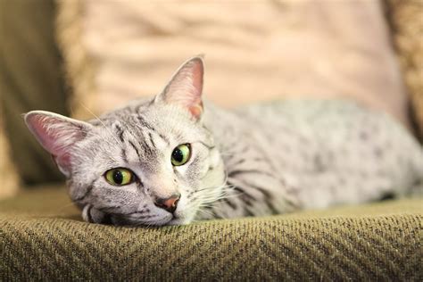 Get To Know The Egyptian Mau A Sensitive Cat With A Wild Look Catster