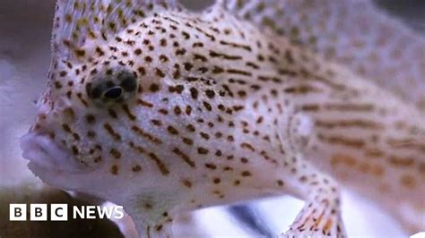 Spotted Handfish Saving Tasmanias Unusual Walking Species Bbc News