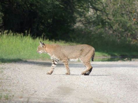 Newly Discovered Species Texas Bobcat Cats Animals Bobcat