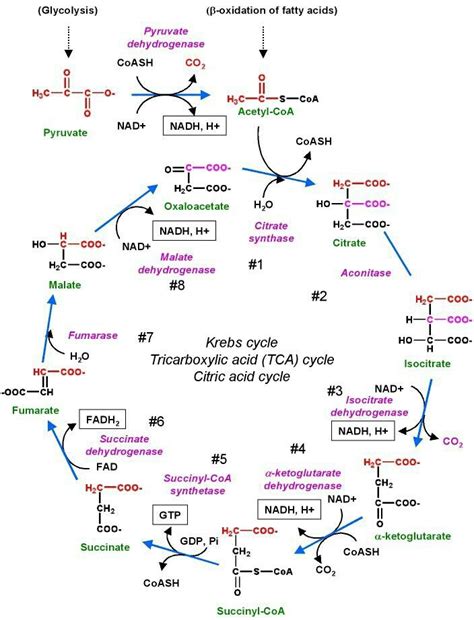 Krebs Cycle Biochemistry Notes Biology Classroom Biology Notes