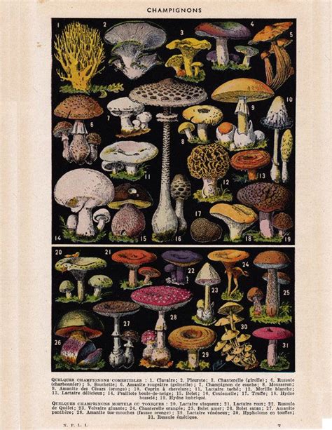 French Mushroom Print Printable Art Digital Download No Etsy