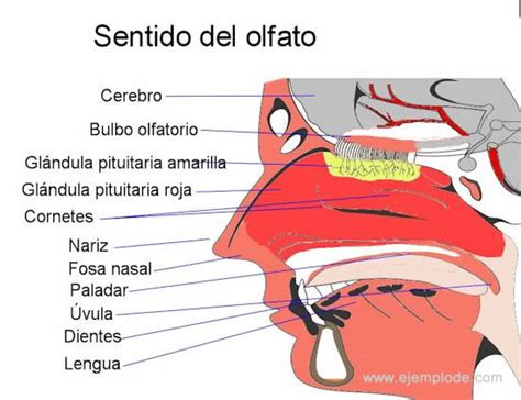 Sentidos Mind Map