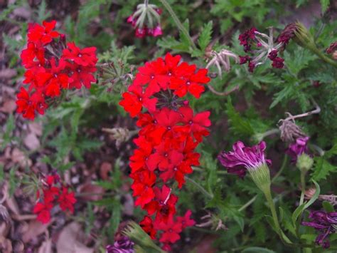 Plantfiles Pictures Glandularia Garden Verbena Trailing Verbena Tex