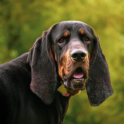 15 Cool Facts About Coonhounds The Dogman