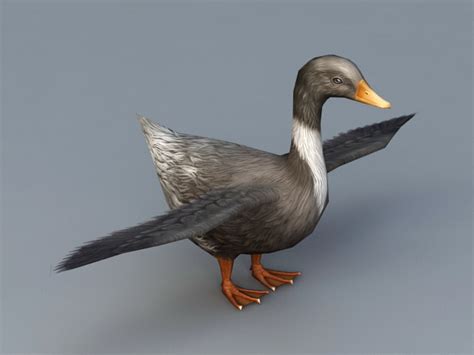 Domestic Duck 3d Model 3ds Max Files Free Download Modeling 39873 On