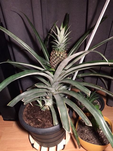 Pineapple Plant With Pineapple And Two Suckers Removed Two Large Pups From This Plant In The
