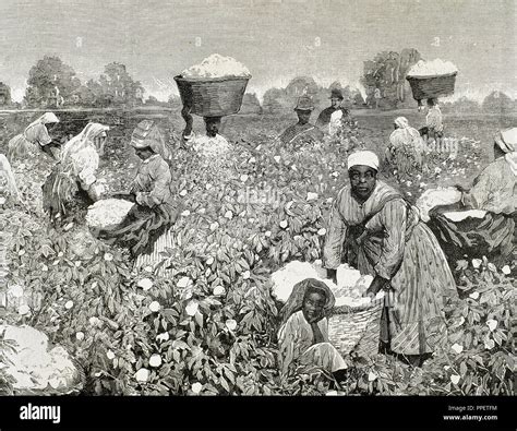United States Picking Cotton Engraving 1878 Stock Photo Alamy