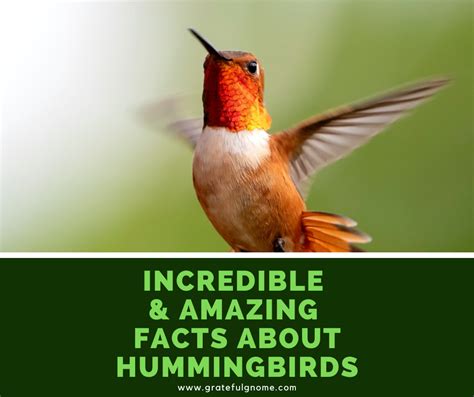 Incredible And Amazing Facts About Hummingbirds Fun Facts