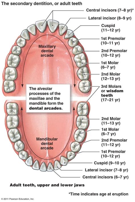 Simple Teeth Diagram