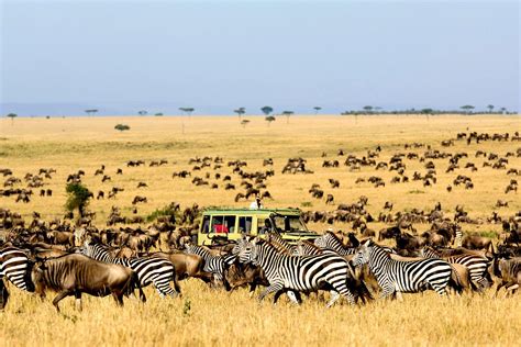 Serengeti National Park United Republic Of Tanzania Unesco Serengeti