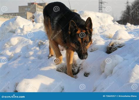 German Shepherd Dog On Snow Stock Image Image Of Ears Military 73669357