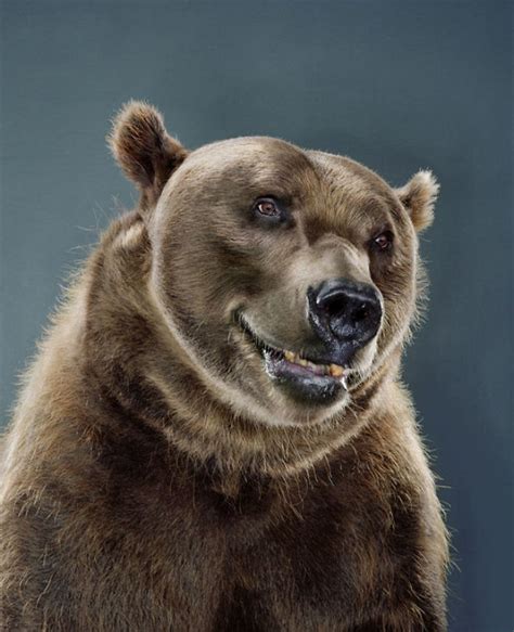 Jill Greenberg Photographed Bears In A Setting Youve Probably Never