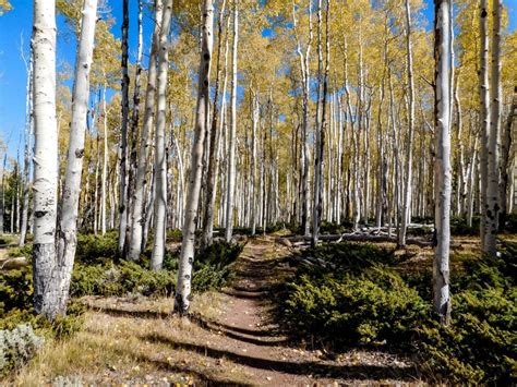 Hike To The Pando Overlook For A Glimpse Of The Worlds Most Massive