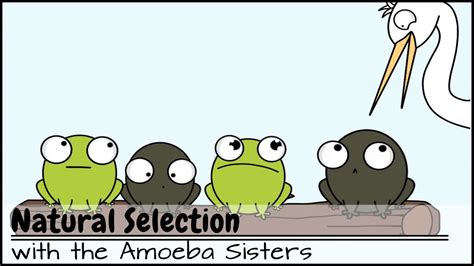 Amoeba sisters alleles and genes video recap answer key. Amoeba Sisters Genetic Drift Answer Key / Frontiers ...