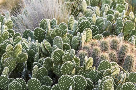 More than just a serene garden, this socal gem also has one of the best views of los angeles. 21 Best Cactus Plants to Grow in Your Garden
