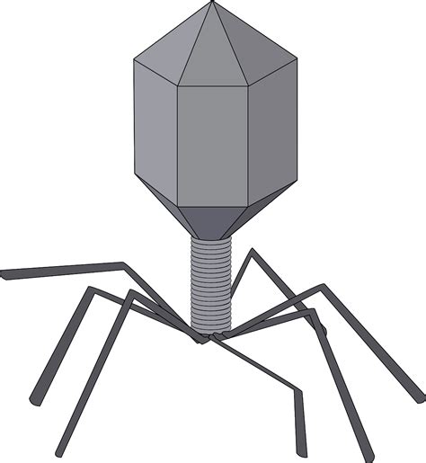 Virus Bacteriophage Biology · Free Vector Graphic On Pixabay