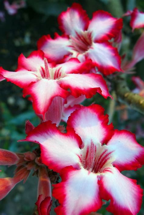 Away for repair is an emotionally charged reality tv show set in seven of the most beautiful south african national parks. 719 best South African Plants images on Pinterest | Pretty ...