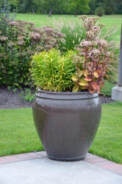 Urn Gardening Tips And Ideas Learn About Planting In Garden Urns