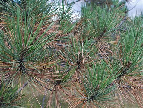 Dying Offcolor Pine Needles Normal In Autumn Colorado State Forest