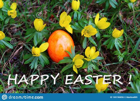 Easter Greetings With An Easter Egg And Winter Aconites Stock Photo
