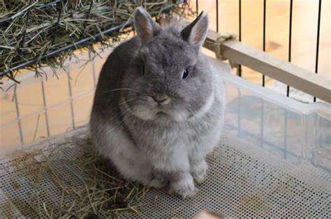 How Much Does It Cost To Neuter A Rabbit Cost Breakdown Pet Spruce