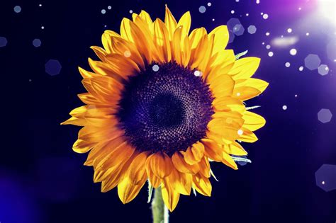 Sunflower | Sunflower wallpaper, Yellow sunflower, Sunflower