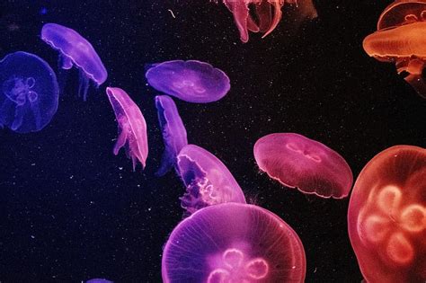 Jellyfish Wallpaper Jelly Fish Aquarium Dark Underwater Marine