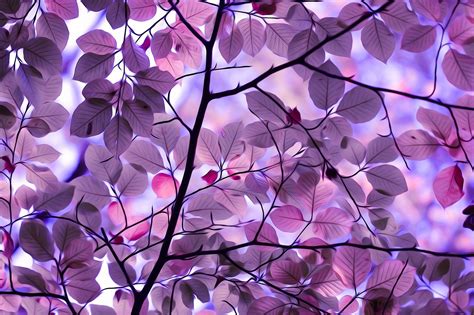 Purple Leaves Hd Nature 4k Wallpapers Images