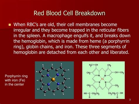 Ppt Blood Physiology Powerpoint Presentation Free Download Id2084543