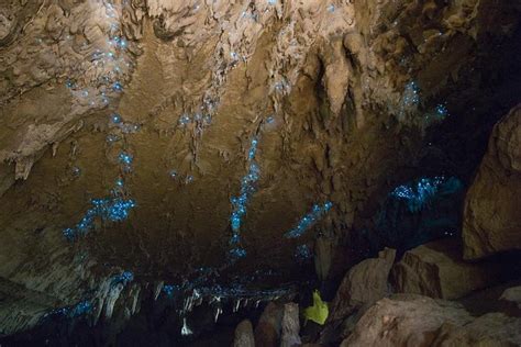 Kawiti Glow Worm Cave Tour And Opua Forest Walk 2022 Bay Of Islands