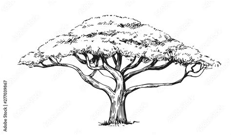 Sketch Of An Acacia Tree Hand Drawn Illustration Converted To Vector