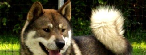 Shikoku Dog Slider 2 Pet Paw