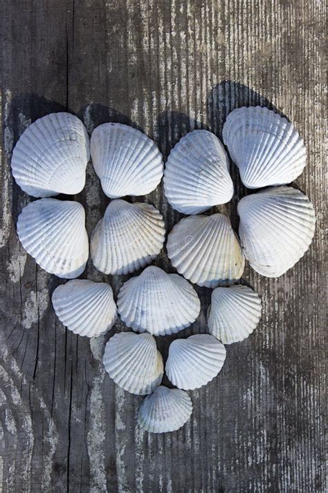 Heart Made Of Sea Shells Stock Image Image Of Romantic 45410593