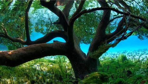 Worlds Most Beautiful Trees Photography