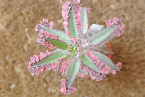 Sweet Pink And Green Succulent Gardens Plants And Flowers Pinter