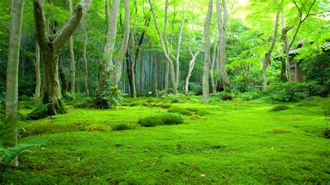 Beautiful Green Grass Covered Forest With Leafed Trees