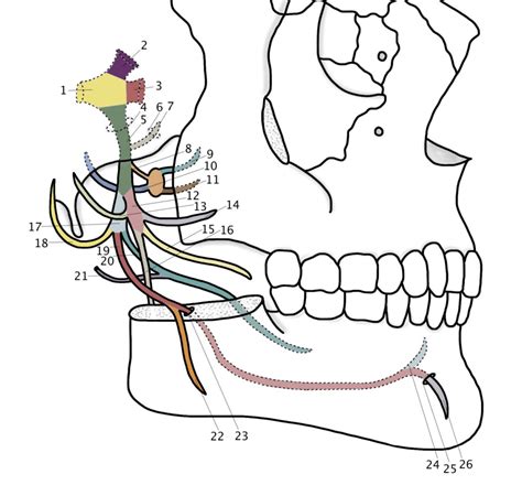 Mandibular Division Nerves Diagram Quizlet