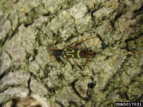 Round Necked Longhorn Beetle Clytus Ruricola Coleoptera Cerambycidae