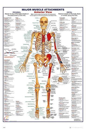 There are over 630 muscles in the human body; 'Human Body Muscle Attachments Anterior' Photo ...