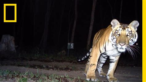 Camera Traps Capture Elusive Tigers National Geographic YouTube
