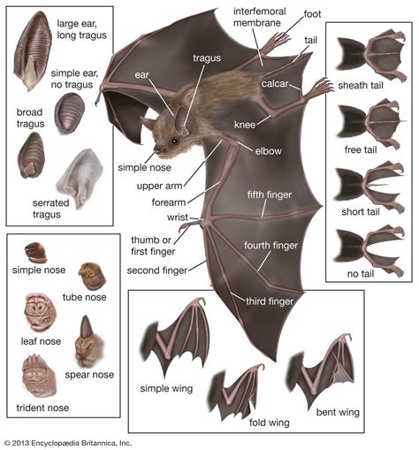 Bat Anatomy Bat Anatomy Bat Mammal Bat Species