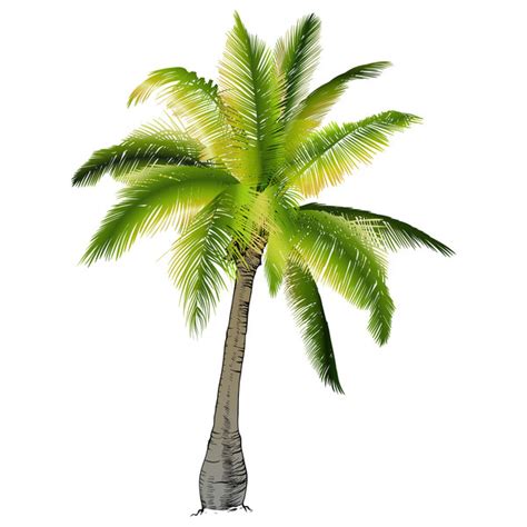 Realistic Palm Tree Illustration Vectors 04 Free Download