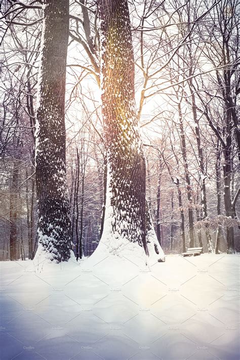 Winter Nature Snowy Landscape Outdoor Background ~ Nature