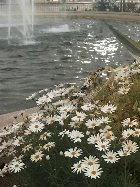 Daisies Aesthetic Core Aesthetic Nature Aesthetic Flower