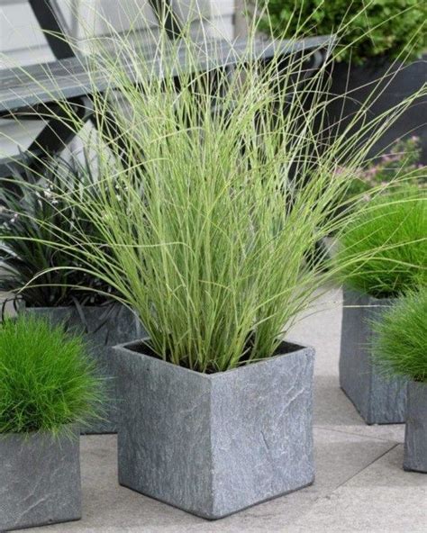 40 Best Ornamental Grasses For Containers 24 Ornamental Grasses